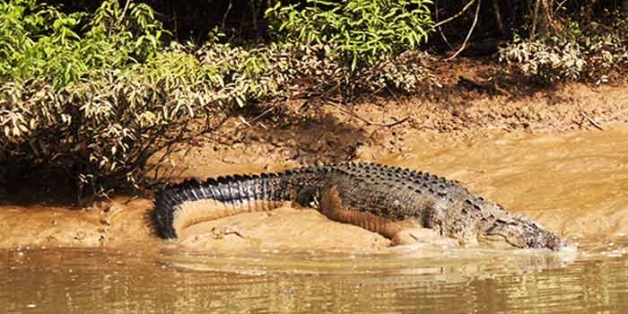 Female Crocodile