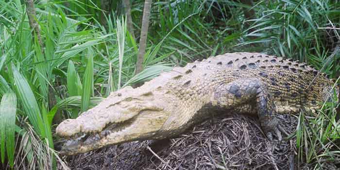 Crocodile At Bhitarkanika National Park