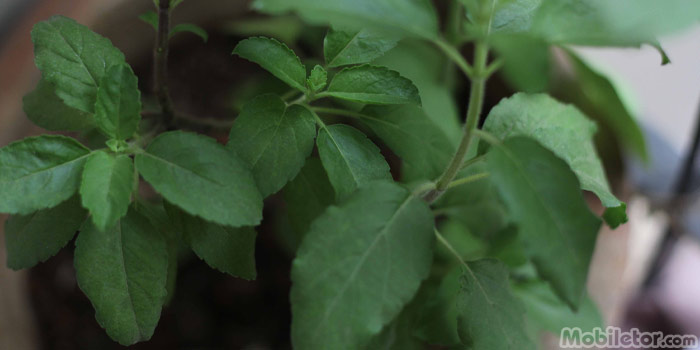 Tulsi Or Holy Basil