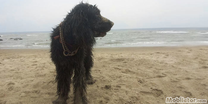 Dog On Ocean Front