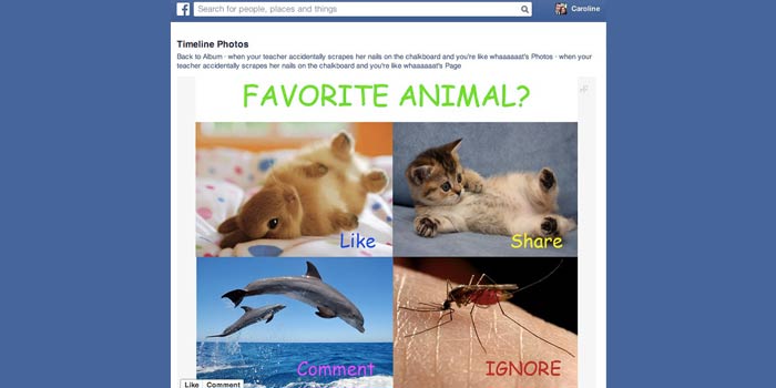 Facebook News Feed