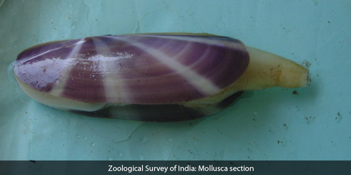 Zoological Survey Of India Data