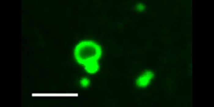 Artificial Cell Membranes